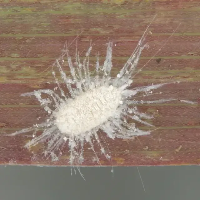 thumbnail for publication: Managing Scale Insects and Mealybugs on Turfgrass